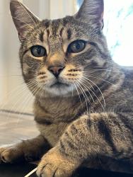 Lost Male Cat last seen Westdel Bourne, London, ON 
