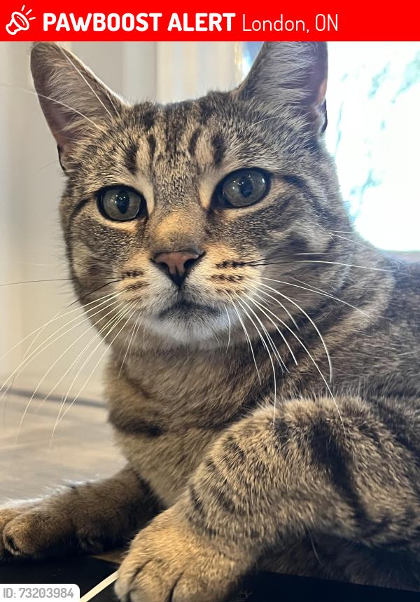 Lost Male Cat last seen Westdel Bourne, London, ON 