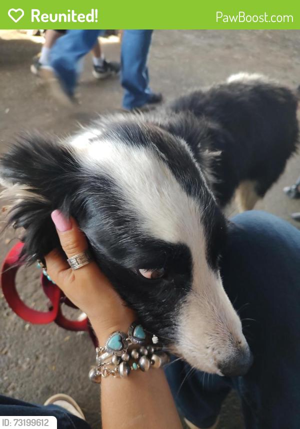 Reunited Female Dog last seen NW Shelton Rd and West side Rd Carlton Oregon, Carlton, OR 97111