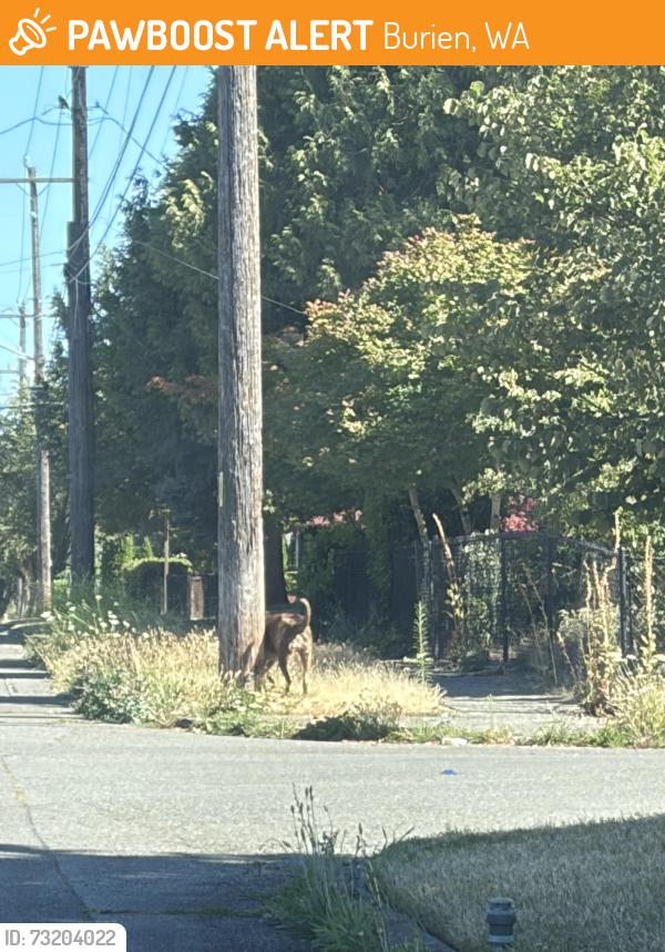Found/Stray Unknown Dog last seen 6th avenue sw, Burien, WA 98166