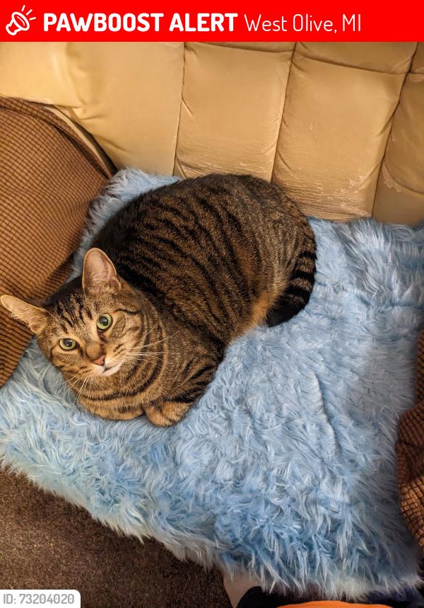 Lost Male Cat last seen Stoney Station and Green Oaks in West Olive ests, West Olive, MI 49460