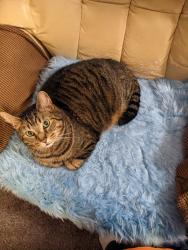 Lost Male Cat last seen Stoney Station and Green Oaks in West Olive ests, West Olive, MI 49460