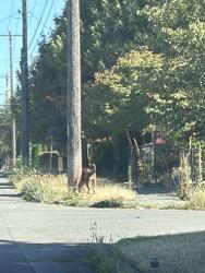 Found/Stray Unknown Dog last seen 6th avenue sw, Burien, WA 98166