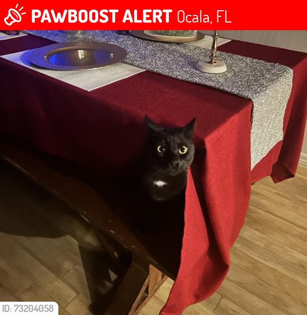 Lost Male Cat last seen Hwy 475 and SW 96th Lane, Ocala, FL 34476