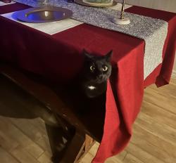 Lost Male Cat last seen Hwy 475 and SW 96th Lane, Ocala, FL 34476
