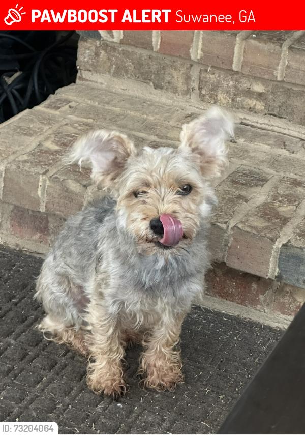 Lost Unknown Dog last seen Lawrenceville-Suwannee, Smithtown, Suwanee, GA 30024