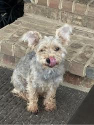 Lost Unknown Dog last seen Lawrenceville-Suwannee, Smithtown, Suwanee, GA 30024
