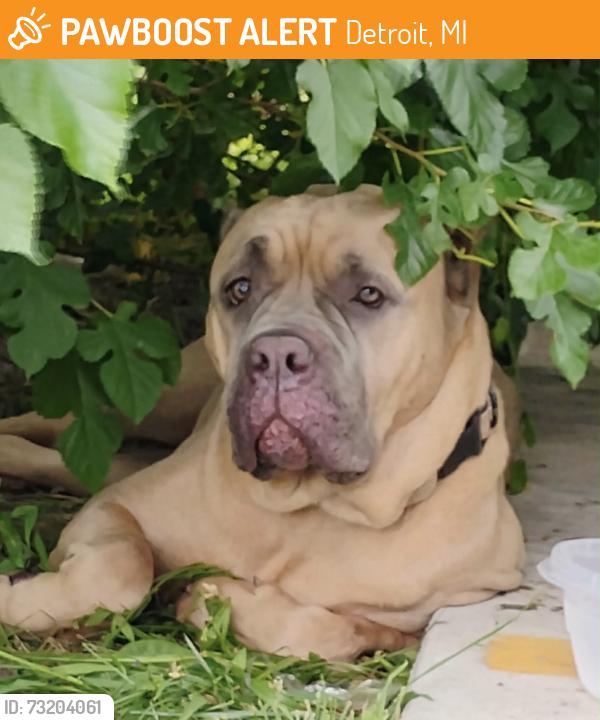 Found/Stray Female Dog last seen Fort At and Outer Drive at hse of Dank, Detroit, MI 48217