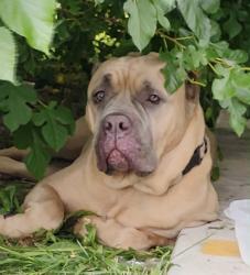 Found/Stray Female Dog last seen Fort At and Outer Drive at hse of Dank, Detroit, MI 48217