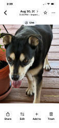 Lost Female Dog last seen cedar Drive and Jeffco Highway 6167, Imperial, MO 63052