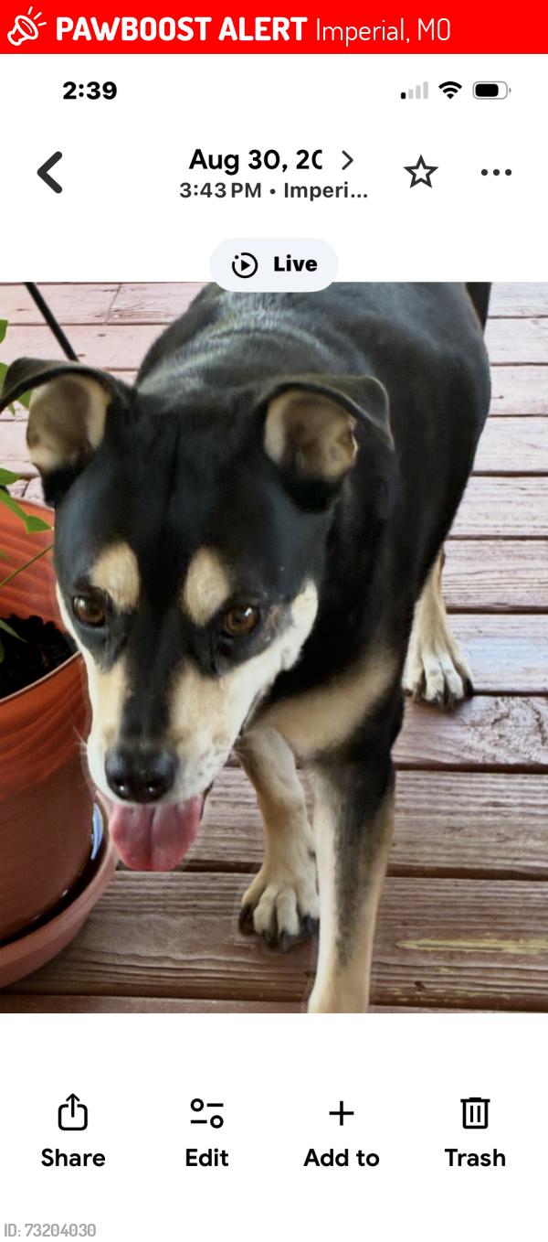 Lost Female Dog last seen cedar Drive and Jeffco Highway 6167, Imperial, MO 63052