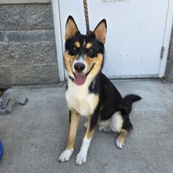 Found/Stray Male Dog last seen Near Orizaba Ave, Long Beach, CA 90805, Long Beach, CA 90805