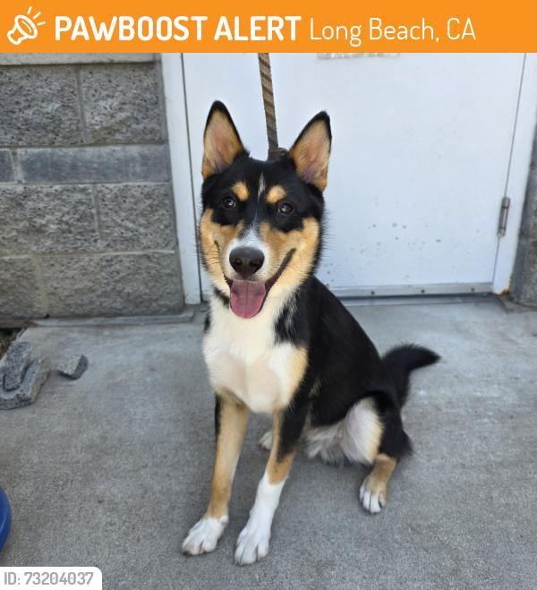 Found/Stray Male Dog last seen Near Orizaba Ave, Long Beach, CA 90805, Long Beach, CA 90805