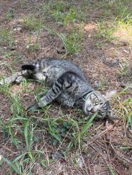 Found/Stray Male Cat last seen Otranto Road, North Charleston, SC 29406