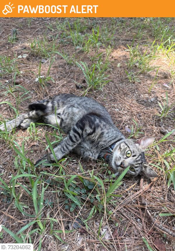 Found/Stray Male Cat last seen Otranto Road, North Charleston, SC 29406