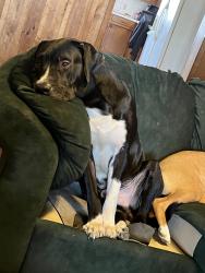 Lost Male Dog last seen Dollar General off of East Stoddard Street, Dexter, MO 63841