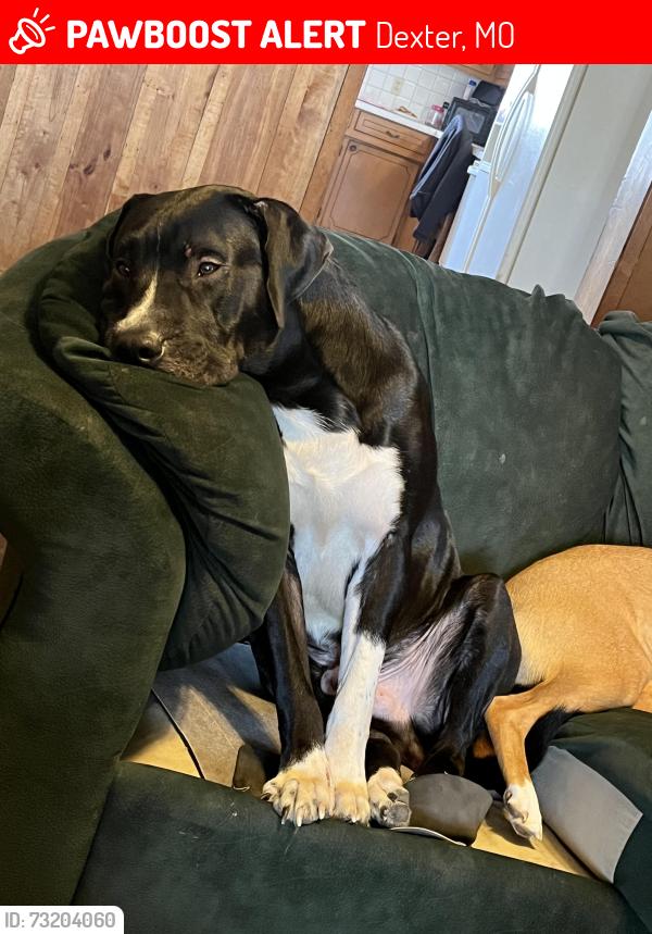 Lost Male Dog last seen Dollar General off of East Stoddard Street, Dexter, MO 63841