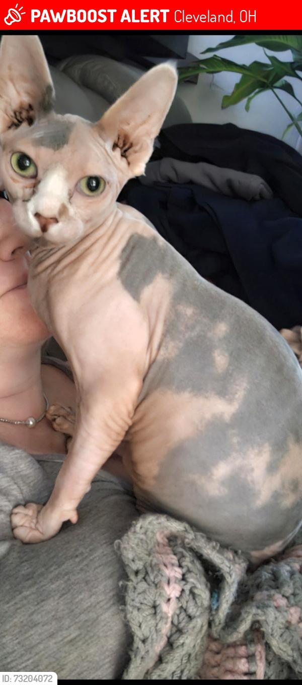 Lost Female Cat last seen Broadview rd cleveland ohio, Cleveland, OH 44109