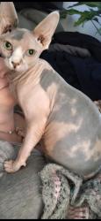 Lost Female Cat last seen Broadview rd cleveland ohio, Cleveland, OH 44109