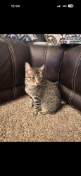 Lost Female Cat last seen Chase and Jasmine way, Gresham, OR 97080