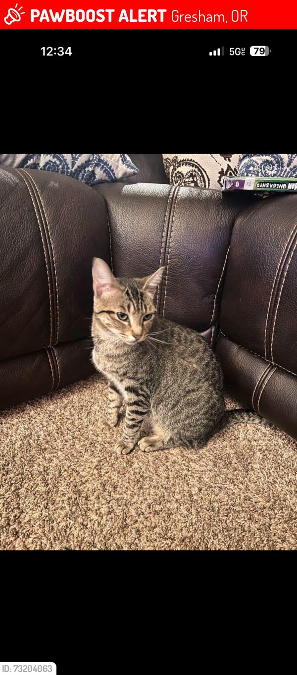Lost Female Cat last seen Chase and Jasmine way, Gresham, OR 97080