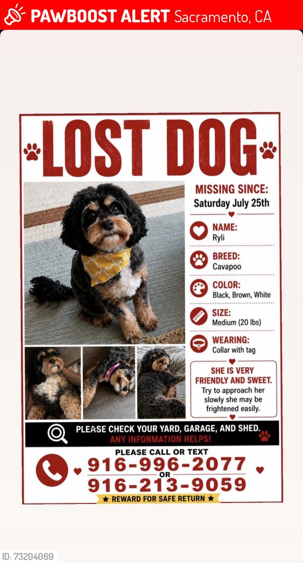 Lost Female Dog last seen Near hanfield Drive, Sacramento, CA 95829, Sacramento, CA 95829
