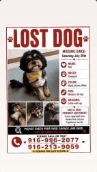 Lost Female Dog last seen Near hanfield Drive, Sacramento, CA 95829, Sacramento, CA 95829