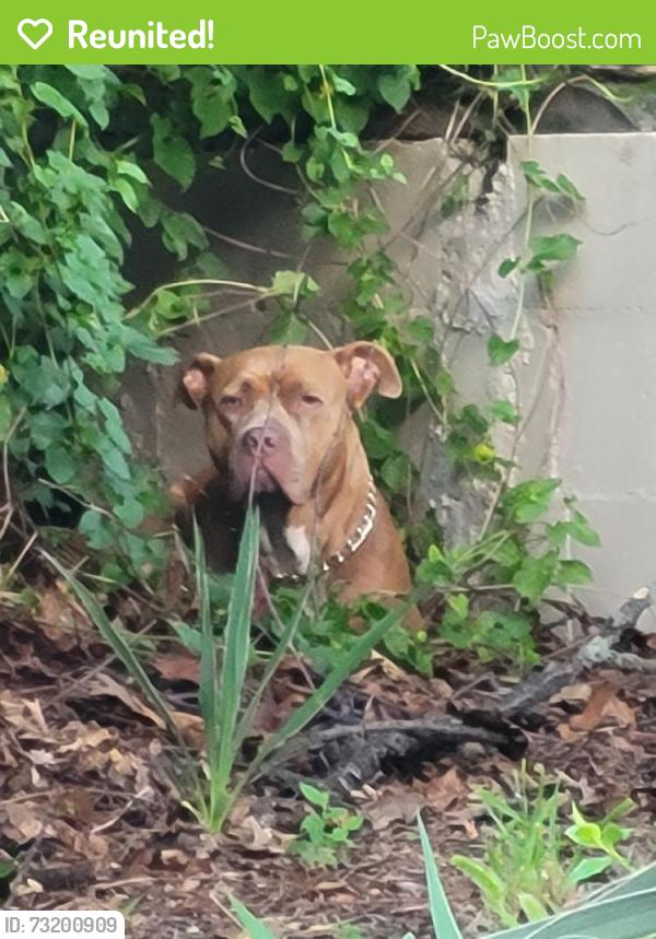 Reunited Female Dog last seen Near Front St, New Haven, CT 06513, USA, New Haven, CT 06513