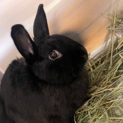 Shelter Stray Male Rabbit last seen , 3607 N Armenia Ave, Tampa, FL 33607, USA
