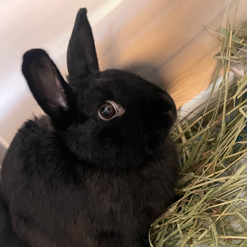 Shelter Stray Male Rabbit last seen , 3607 N Armenia Ave, Tampa, FL 33607, USA