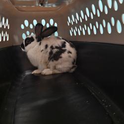 Shelter Stray Male Rabbit last seen , 3607 N Armenia Ave, Tampa, FL 33607, USA