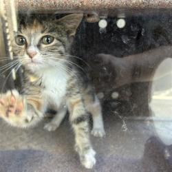 Shelter Stray Female Cat last seen , 980 Guilford College Rd, Greensboro, NC 27409, USA