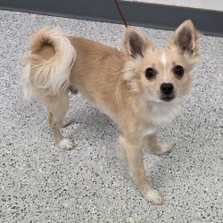 Shelter Stray Male Dog last seen , 5801 Graye Ln, Caldwell, ID 83607, USA