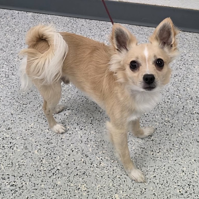 Shelter Stray Male Dog last seen , 5801 Graye Ln, Caldwell, ID 83607, USA