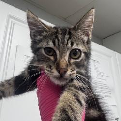 Shelter Stray Male Cat last seen , 328 Furman Hall Rd, Greenville, SC 29609, USA