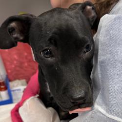 Shelter Stray Female Dog last seen , 328 Furman Hall Rd, Greenville, SC 29609, USA