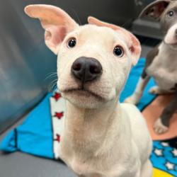 Shelter Stray Male Dog last seen , 2350 Appling City Cove, Memphis, TN 38133, USA