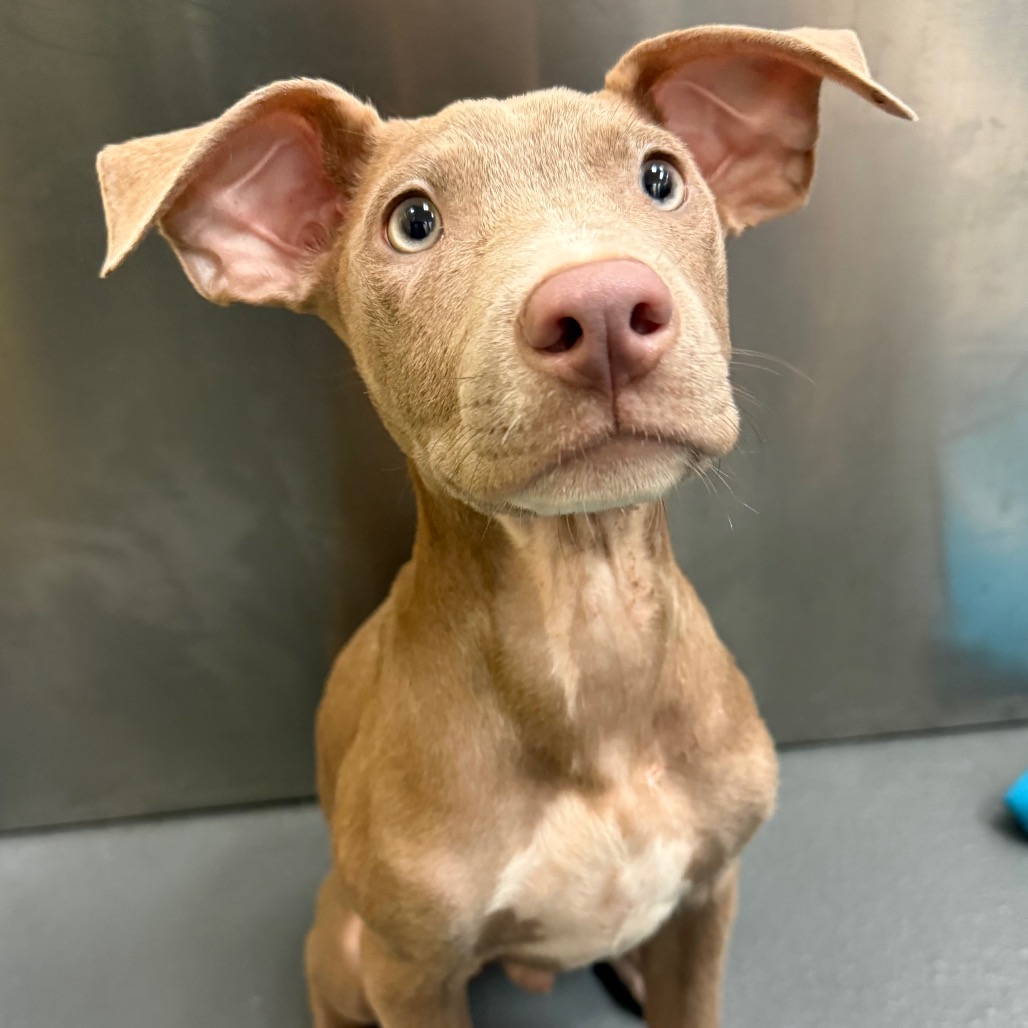 Shelter Stray Male Dog last seen , 2350 Appling City Cove, Memphis, TN 38133, USA