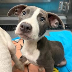 Shelter Stray Female Dog last seen , 2350 Appling City Cove, Memphis, TN 38133, USA