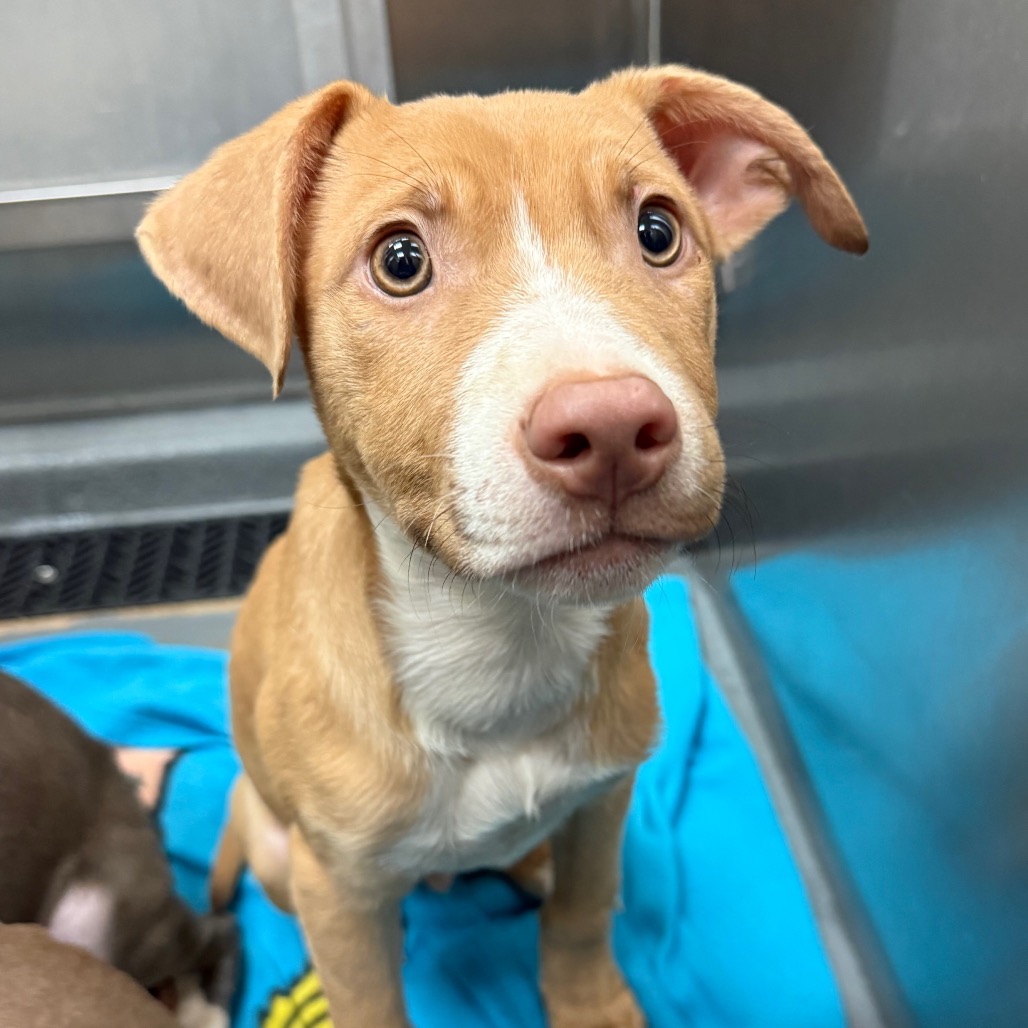 Shelter Stray Male Dog last seen , 2350 Appling City Cove, Memphis, TN 38133, USA