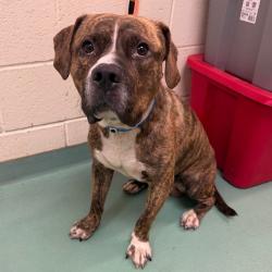 Shelter Stray Male Dog last seen , 2350 Appling City Cove, Memphis, TN 38133, USA
