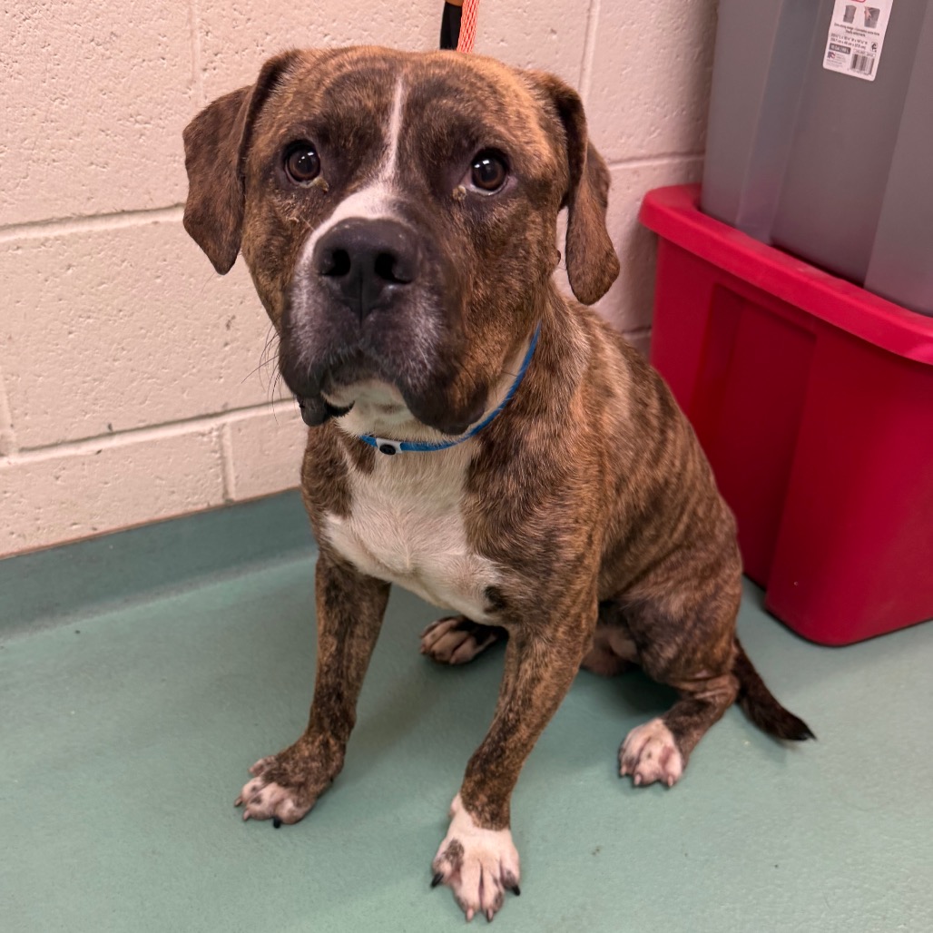 Shelter Stray Male Dog last seen , 2350 Appling City Cove, Memphis, TN 38133, USA