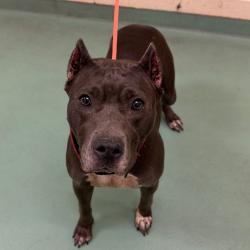 Shelter Stray Female Dog last seen , 2350 Appling City Cove, Memphis, TN 38133, USA