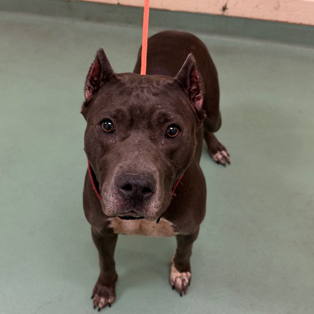 Shelter Stray Female Dog last seen , 2350 Appling City Cove, Memphis, TN 38133, USA