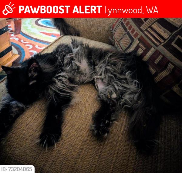 Lost Female Cat last seen 43rd and Shelby a couple blocks from Serene Lake, Lynnwood, WA 98087