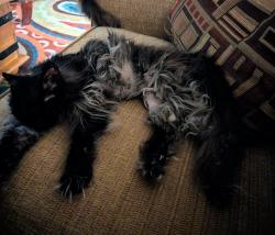 Lost Female Cat last seen 43rd and Shelby a couple blocks from Serene Lake, Lynnwood, WA 98087