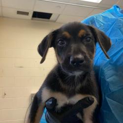 Shelter Stray Female Dog last seen , 2350 Appling City Cove, Memphis, TN 38133, USA