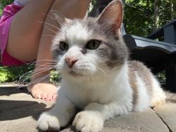 Found/Stray Unknown Cat last seen 79th street, Indianapolis, IN 46236