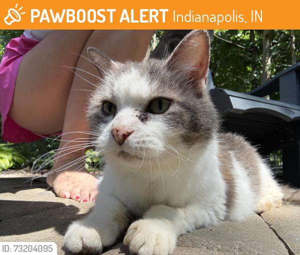 Found/Stray Unknown Cat last seen 79th street, Indianapolis, IN 46236