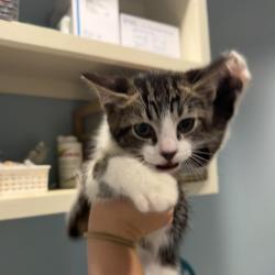 Shelter Stray Unknown Cat last seen , 4500 N Access Rd, Chattanooga, TN 37415, USA